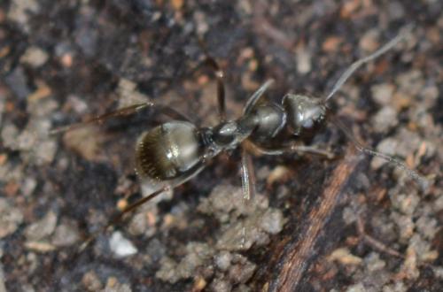 Réf. 296 690 : Formica sp.